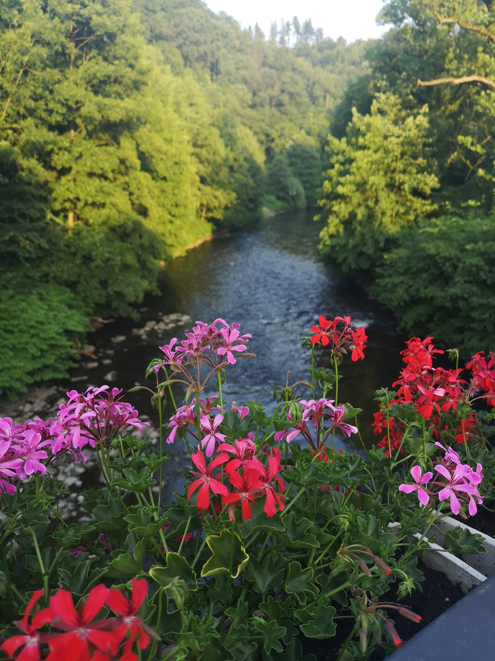 Geranien am Fenster, unten der Fluss