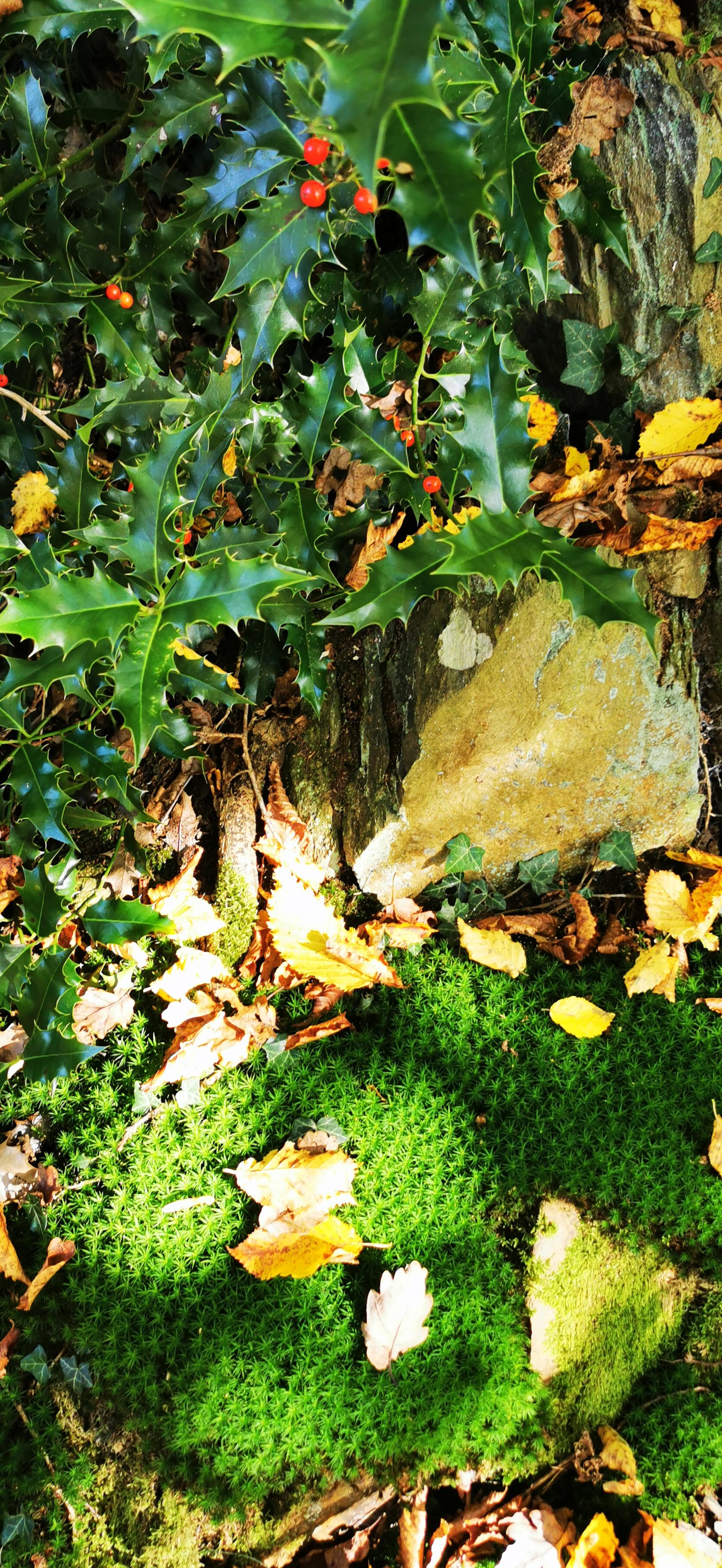 Stechpalme und Moos im Herbst