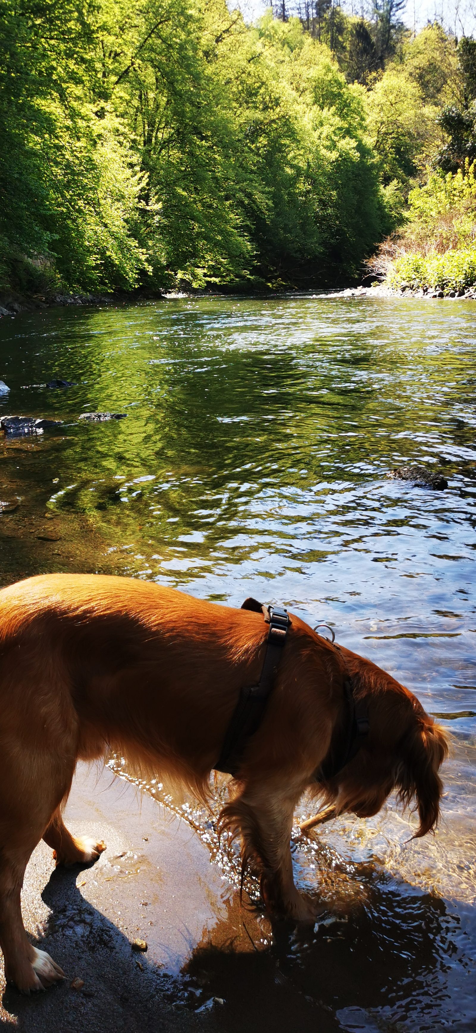 Abkühlung im Fluss
