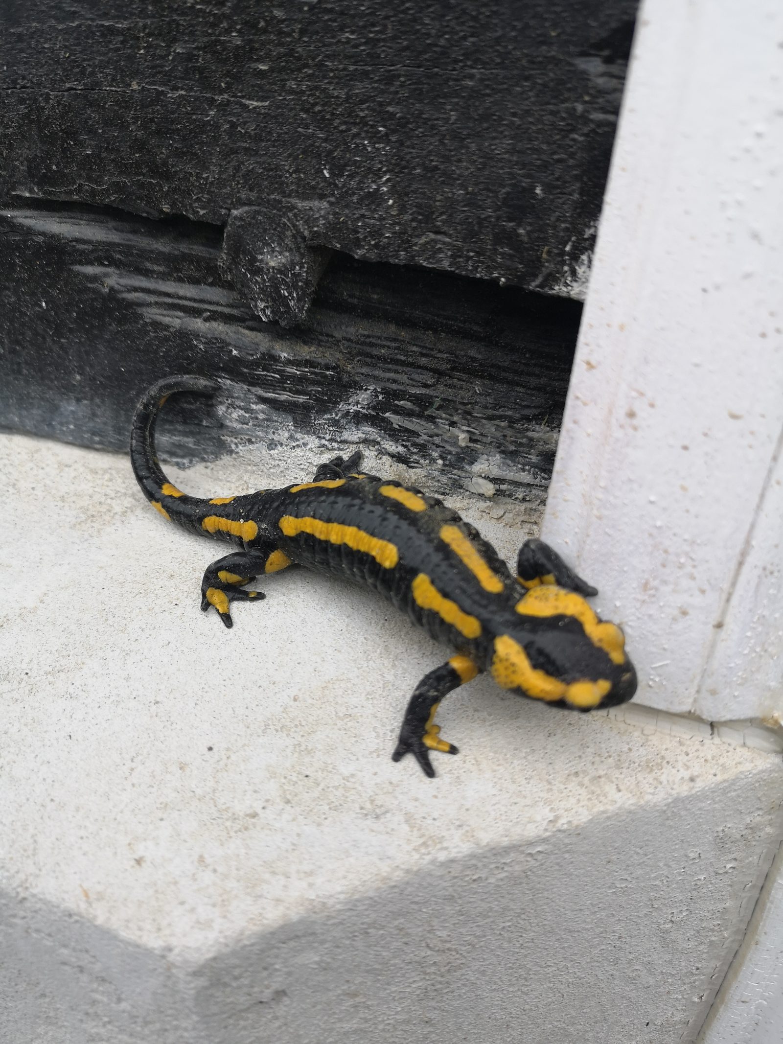 Besuch vom Feuersalamander