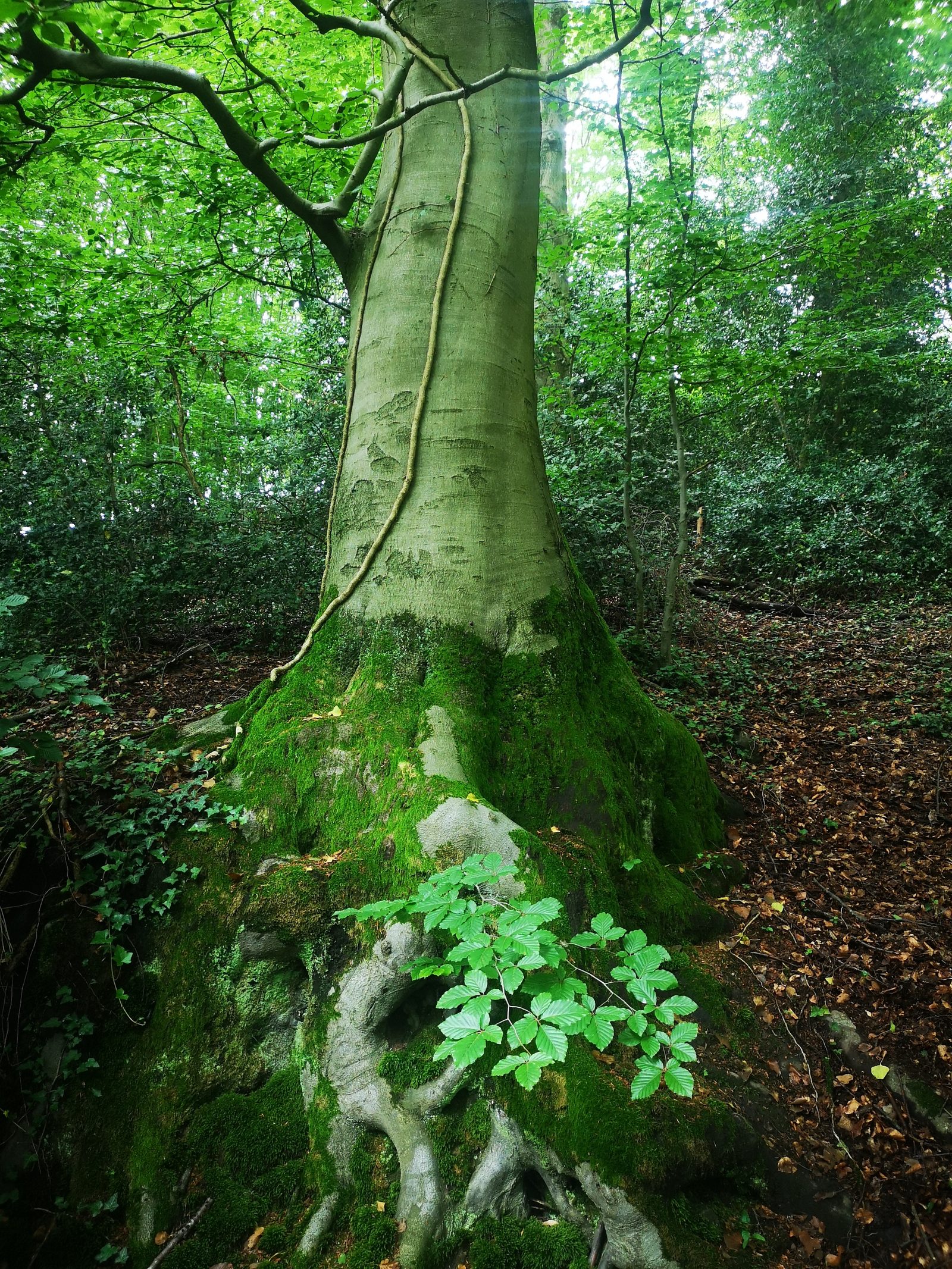 Im Bergischen Wald